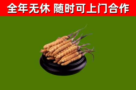 夏邑县回收散虫草
