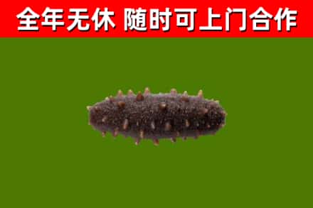 夏邑县回收海参干